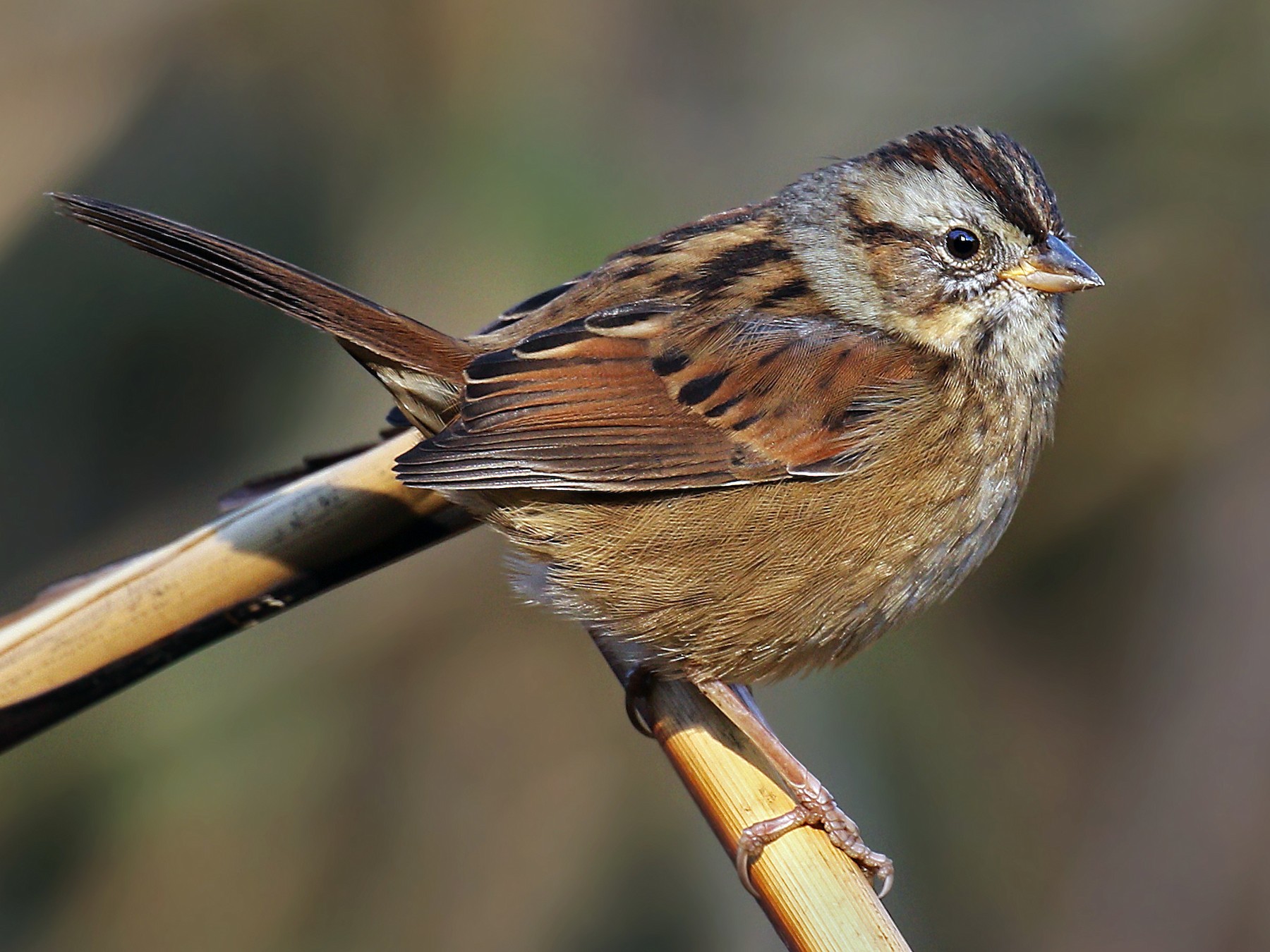 Swamp Sparrow - Ryan Schain