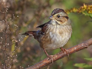 非繁殖成鳥/未成年鳥 - Larry Therrien - ML64985171