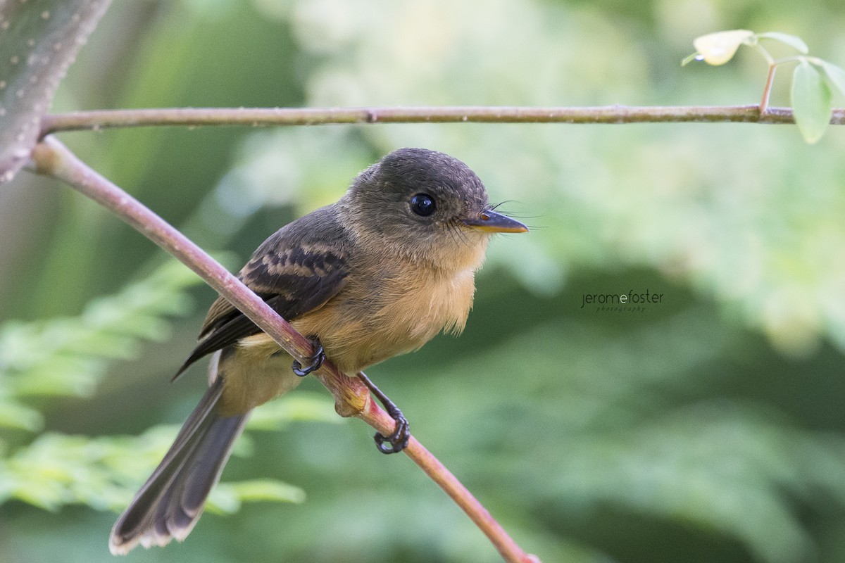 Lesser Antillean Pewee - Jerome Foster