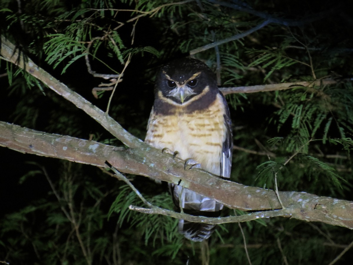 Tawny-browed Owl - ML64988011