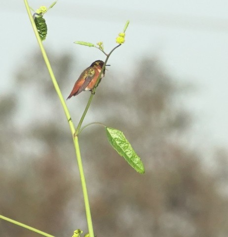 Allen's Hummingbird - Brian Bleecker