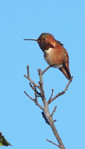 Allen's Hummingbird - Brian Bleecker