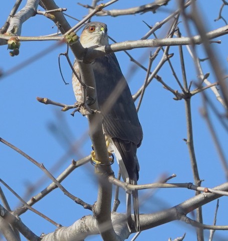 Sharp-shinned Hawk - Brian Bleecker