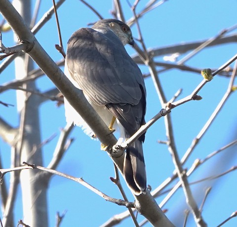 Sharp-shinned Hawk - Brian Bleecker