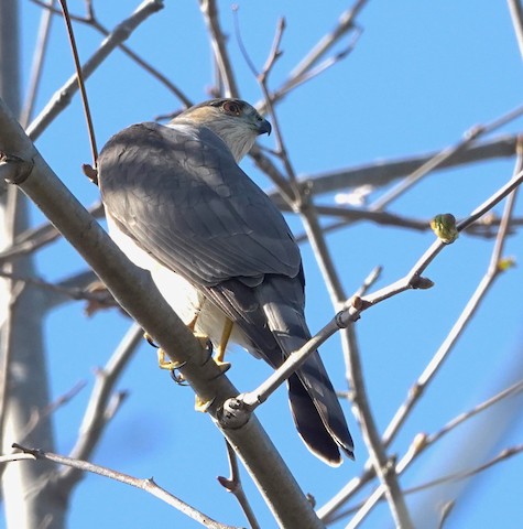 Sharp-shinned Hawk - Brian Bleecker