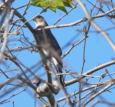 Sharp-shinned Hawk - Brian Bleecker