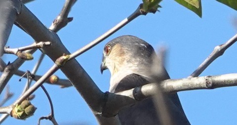 Sharp-shinned Hawk - Brian Bleecker