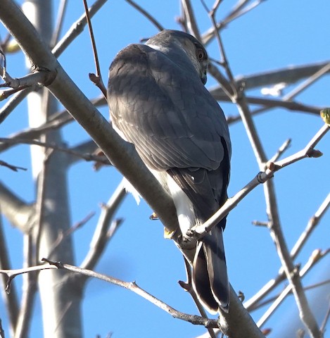 Sharp-shinned Hawk - Brian Bleecker