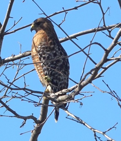 Red-shouldered Hawk - Brian Bleecker