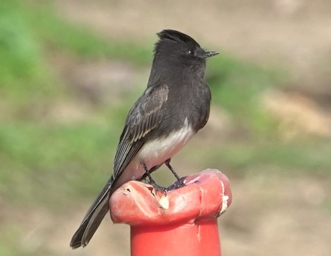 Black Phoebe - Brian Bleecker