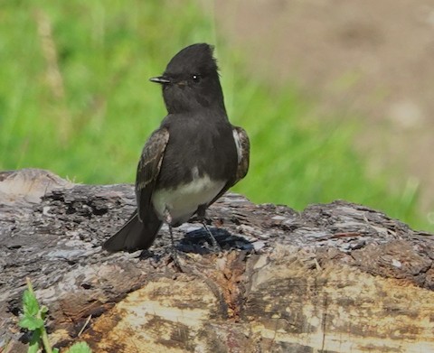 Black Phoebe - Brian Bleecker
