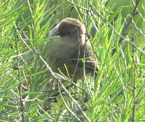 Bushtit - Brian Bleecker