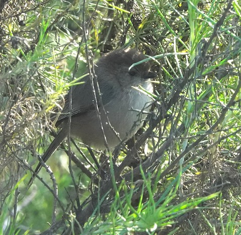 Bushtit - Brian Bleecker