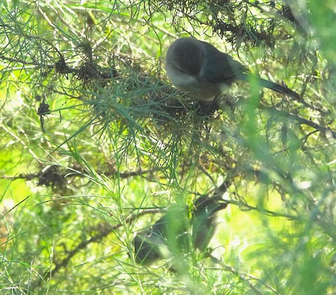 Bushtit - Brian Bleecker