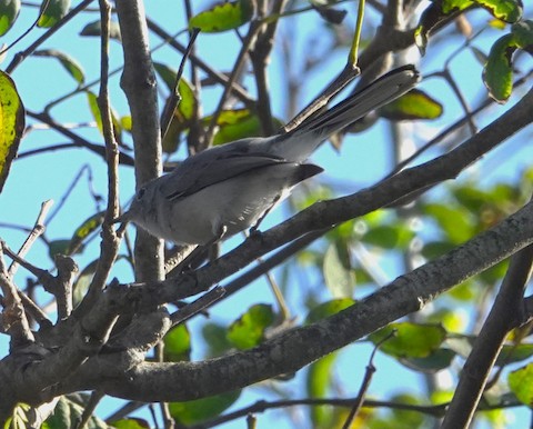 Blue-gray Gnatcatcher - Brian Bleecker