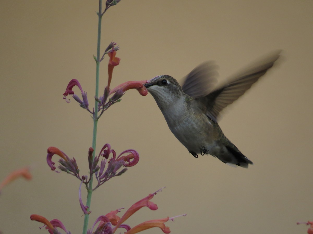 Black-chinned Hummingbird - ML64988301