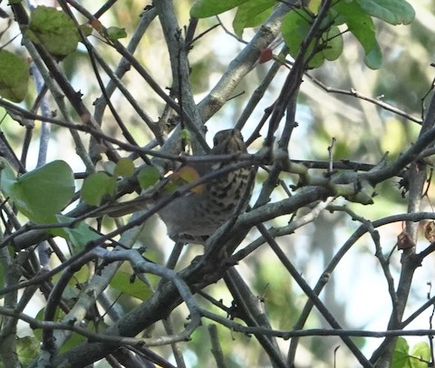 Hermit Thrush - Brian Bleecker