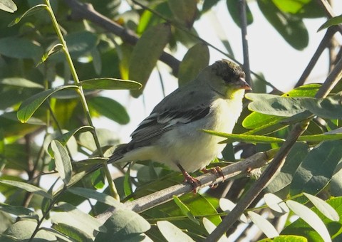 Lesser Goldfinch - Brian Bleecker
