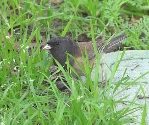 Dark-eyed Junco - Brian Bleecker