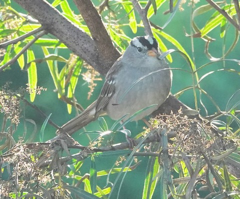White-crowned Sparrow - Brian Bleecker