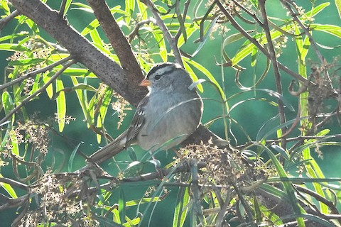 White-crowned Sparrow - Brian Bleecker