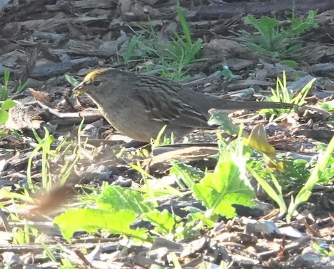 Golden-crowned Sparrow - Brian Bleecker