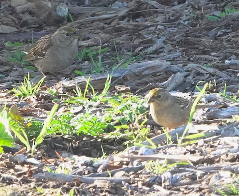 Golden-crowned Sparrow - Brian Bleecker