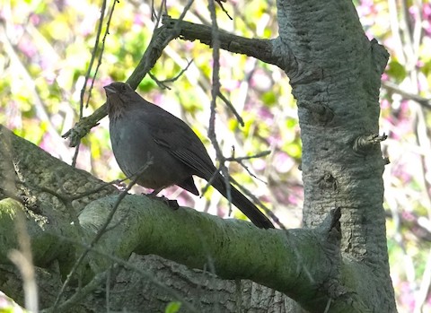 California Towhee - Brian Bleecker