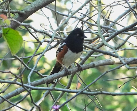Spotted Towhee - Brian Bleecker