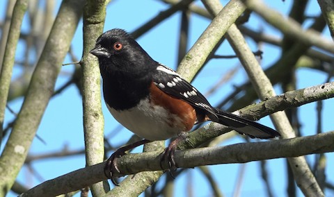 Spotted Towhee - Brian Bleecker
