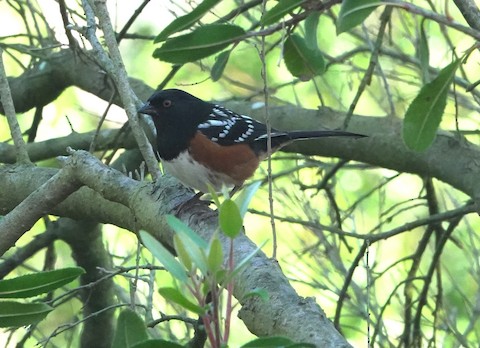 Spotted Towhee - Brian Bleecker