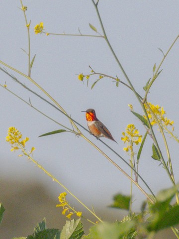 Allen's Hummingbird - James Kendall