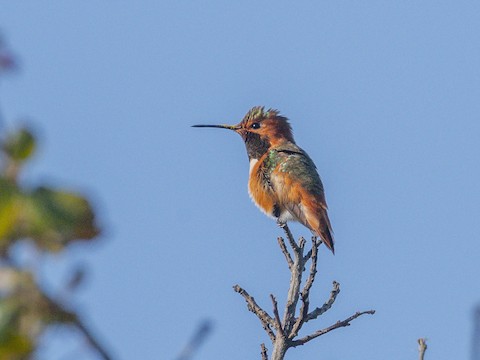 Allen's Hummingbird - James Kendall