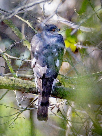 Sharp-shinned Hawk - James Kendall