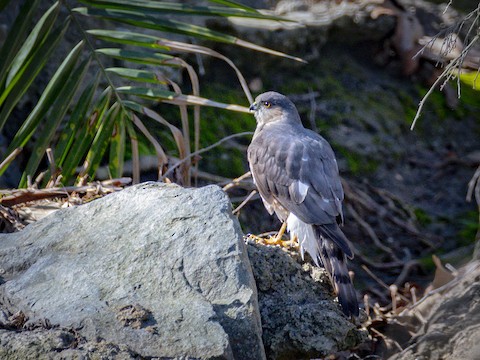 Sharp-shinned Hawk - James Kendall