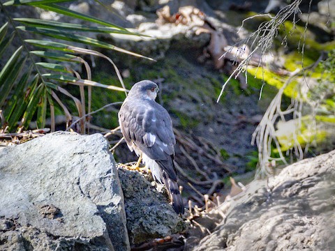 Sharp-shinned Hawk - James Kendall