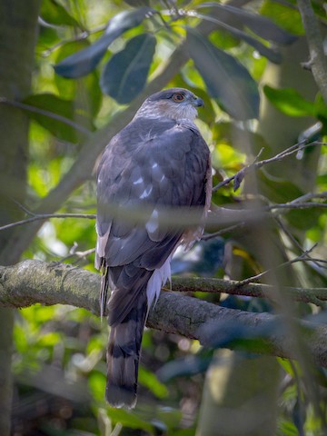 Sharp-shinned Hawk - James Kendall