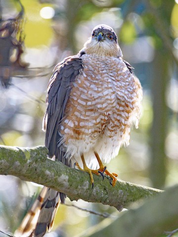 Sharp-shinned Hawk - James Kendall
