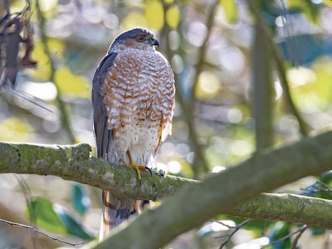 Sharp-shinned Hawk - James Kendall