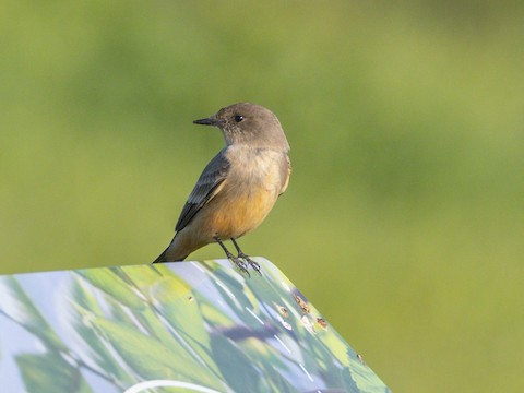 Say's Phoebe - James Kendall