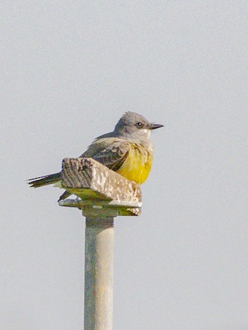Cassin's Kingbird - James Kendall