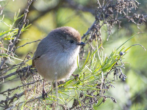 Bushtit - James Kendall