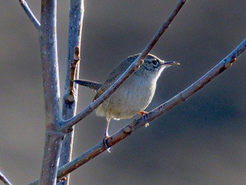 Northern House Wren - James Kendall