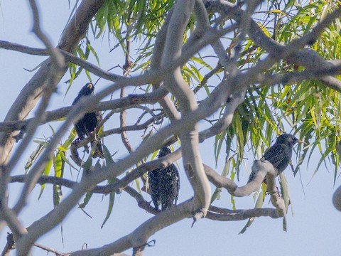 European Starling - James Kendall