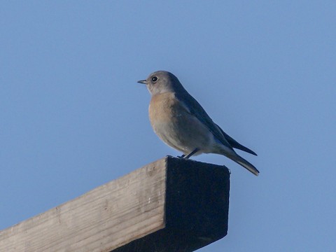 Western Bluebird - James Kendall