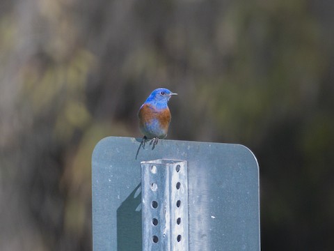 Western Bluebird - James Kendall