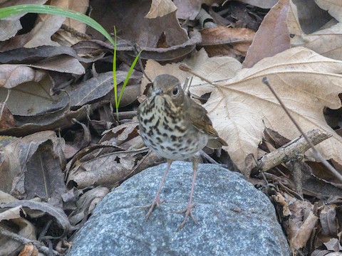 Hermit Thrush - James Kendall