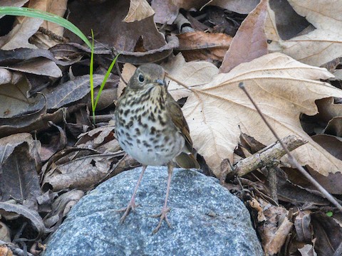 Hermit Thrush - James Kendall
