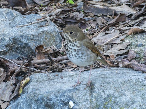 Hermit Thrush - James Kendall