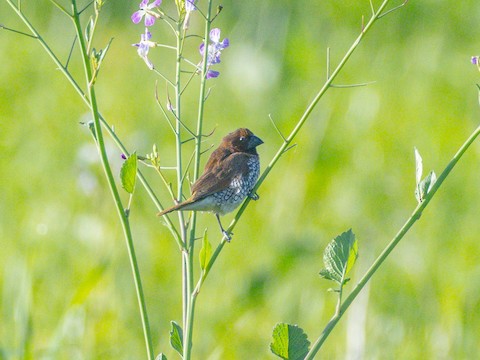 Scaly-breasted Munia - James Kendall